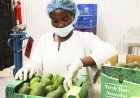 Rwanda to export avocados to China