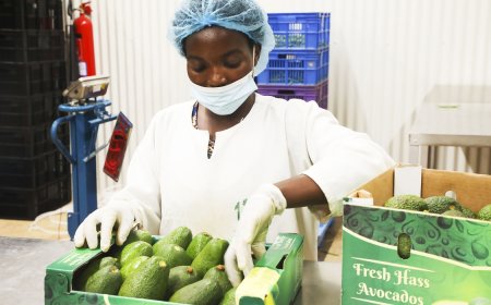 Rwanda to export avocados to China