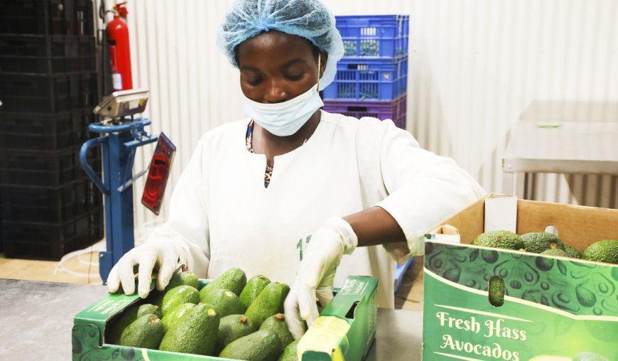 Rwanda to export avocados to China